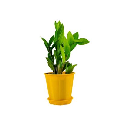 Combo Pack of 2 ZZ Plant -Indoor - Image 3