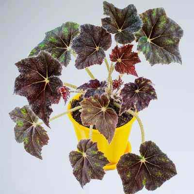 Begonia Rex | King Begonia - Plants - Image 2