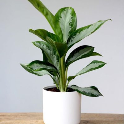 Aglaonema Diamond Bay - Plant