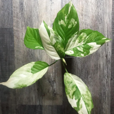 Bouquet of Six Multi-Pattern Leaves-Variegated Plants - Image 3
