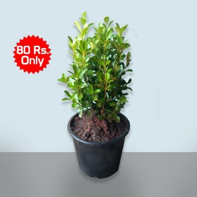 Best plants for Bonsai | Pack of 7 plants - Image 5