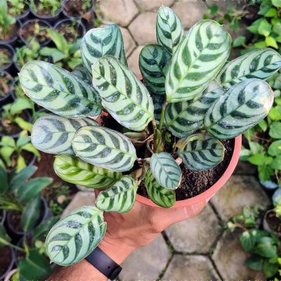 Calathea Burle Marxii, Fishbone Prayer Plant - Image 5