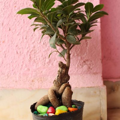 Best plants for Bonsai | Pack of 7 plants - Image 6