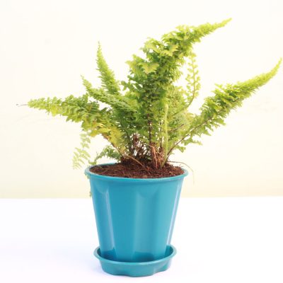 thuja golden vidya compacta morpankhi plant | Buy Now Nurserywale