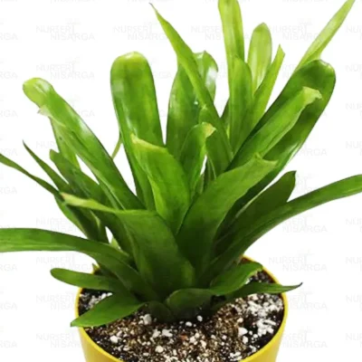 Matchstick Bromeliad - Plant - Image 2