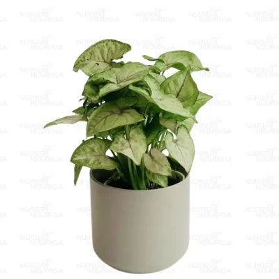 Mini Syngonium , 'Mini Pixie' - Image 4