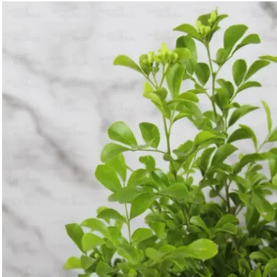 Dwarf Kamini, Murray Exotica - Plant - Image 2