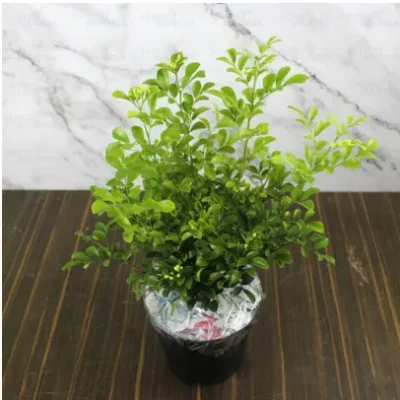 Dwarf Kamini, Murray Exotica - Plant - Image 3