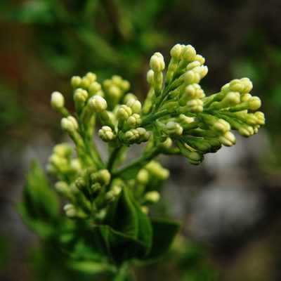 Best All Spice Plant (Pack of 8) - Image 5