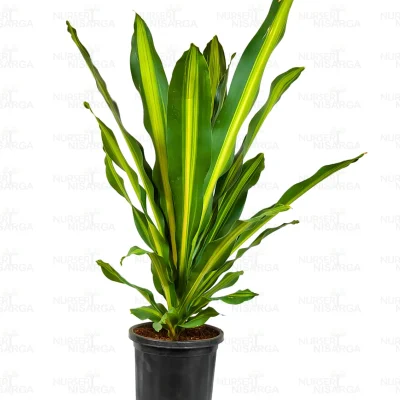 Dracaena Dara Singh, Happy plant - Image 3