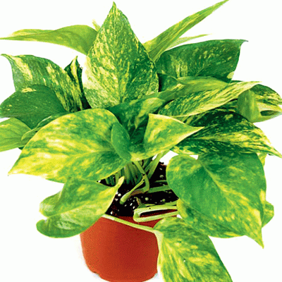 Top 7 Climbers & Creepers Plant Pack - Image 6