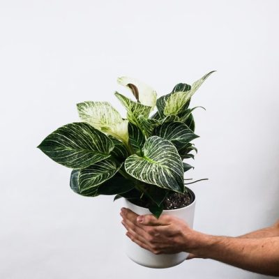 Philodendron Birkin Plant