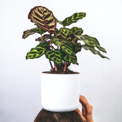 Calathea Peacock | Calathea Makoyana - Plant - Image 6