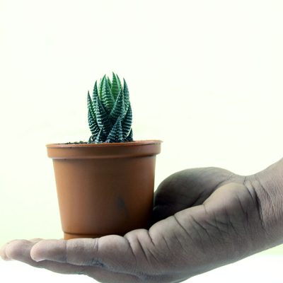 Zebra Haworthia (Figure), Haworthia Fasciata - Plant - Image 2