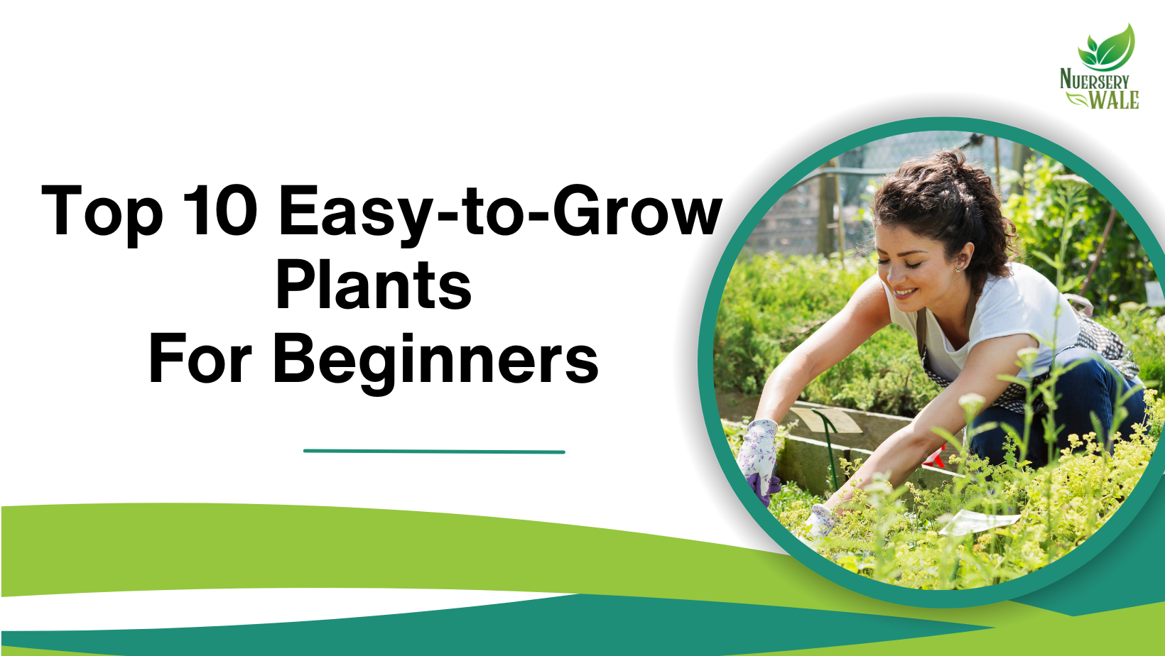 Top 10 Easy-to-Grow Plants for Beginners